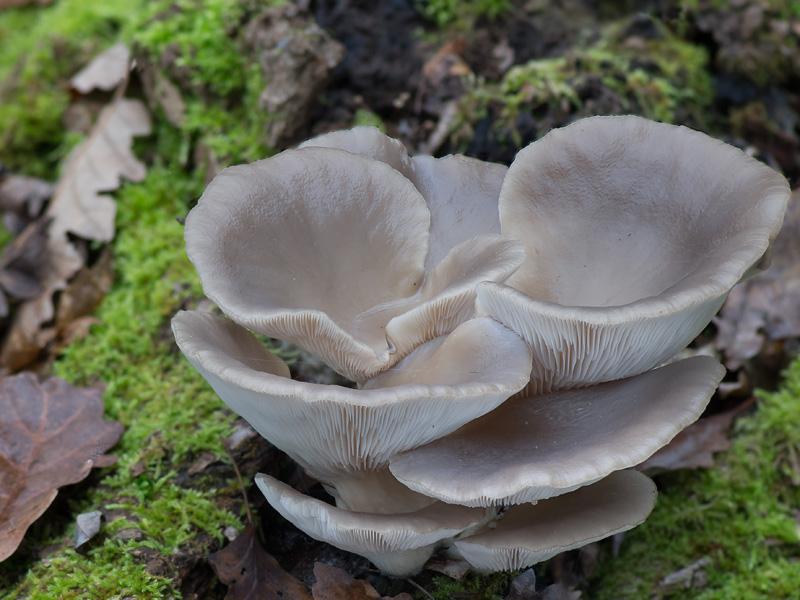 Pleurotus ostraetus